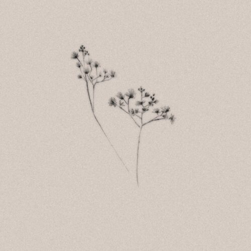 Flor Silvestre 2