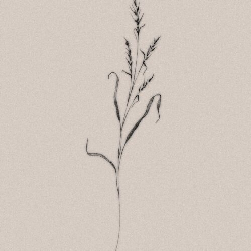 Flor Silvestre 3